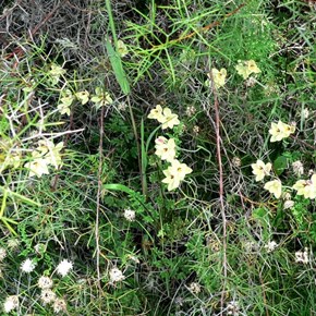Vanilla orchids at Camel Soak