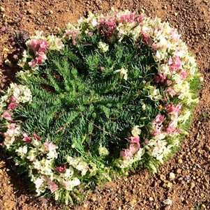 Wreath flowers near Canna