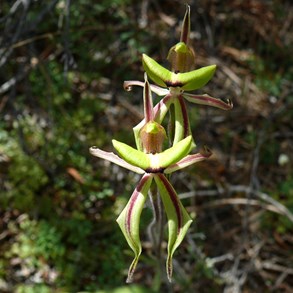 Mantis orchid