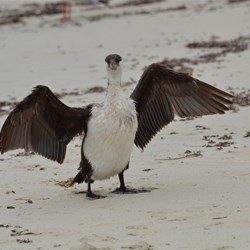 The locals at Dolphin Beach are very friendly