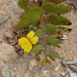 A very hardy coastal Sticky Goodenia