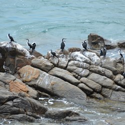 I called this "Shag Rock"