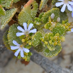 This Coastal Cushion Fanflower was covered in salt spray