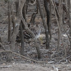 Malleefowl on the way to Gym Beach