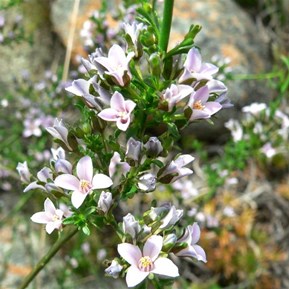 Boronia