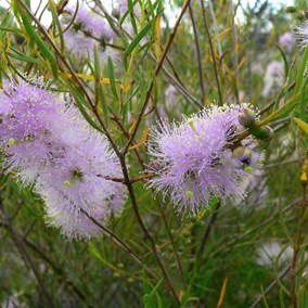 A delicate little Melaleuca