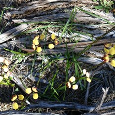 Donkey orchids at Buntine Rock