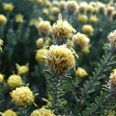 Drumsticks - Isopogon