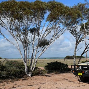 Stunning white barked mallee, failed wheat in background