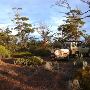 Camped among the gimlet