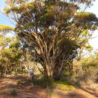 Beautiful bronze-barked gimlet