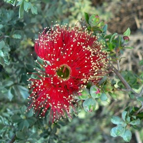 Beautiful scarlet flowers of Kunzea pulchella - only grows on these rocky areas