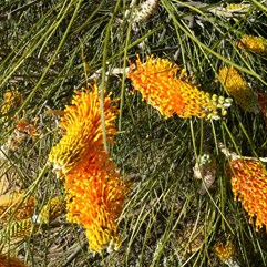Grevillea