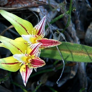 Colourful cowslip orchids