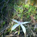 Spider orchid with impossibly long "legs"