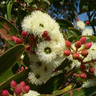 Gum blossom was abundant