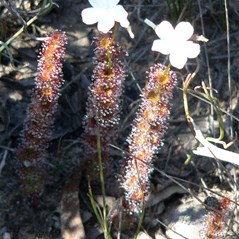 Sundews (Drosera) catch insects on their sticky leaves