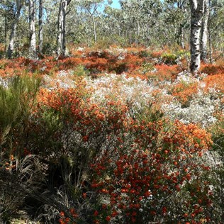 Orange peas and white Leucopogons make a brilliant display