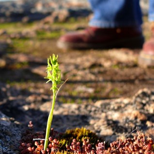 A tiny onion orchid survives in a water garden high on the rock