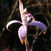 Pink candy orchid covered with dew