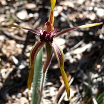 Spider orchid near Mt. Trio