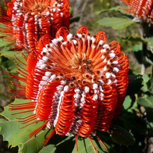 Red Banksias