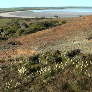 On top of Jilakin Rock are flowers and great views