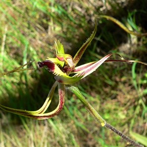 Handsome spider orchid, complete with spiderwebs