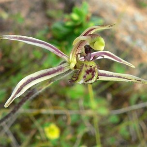A new orchid - well, new to us that is. Dragon Orchid