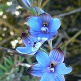 Sun orchid