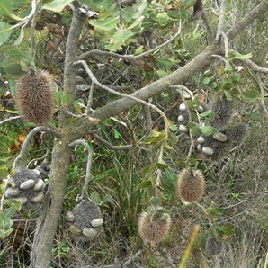 Banksia lemanniana with up-side-down flowerspikes