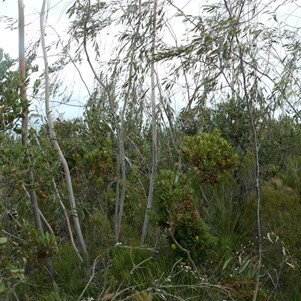 Wispy Eucalyptus sepulchralis