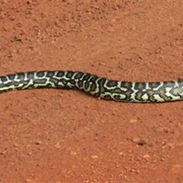 Carpet Python enjoying a sunny day