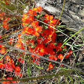 Brilliant red Leuchenaultia