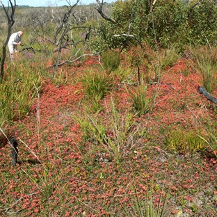 Spectacular carpet of pea flowers
