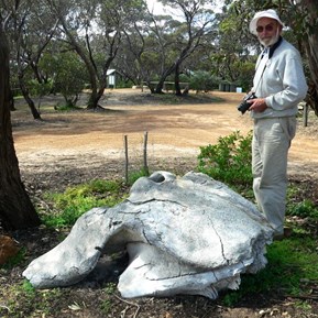A whale vertebra found on a local beach