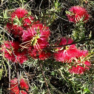 Melaleucas at Lucky Bay