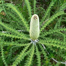 Young flower spike of Banksia speciosa