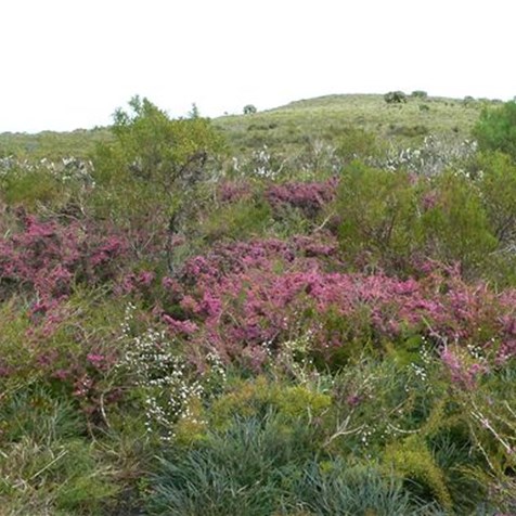 Colourful heath