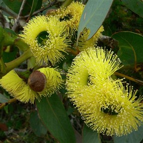 Colourful mallee flowers
