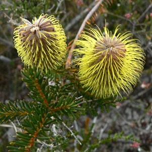 Banksia pulchella or Teasel Banksia
