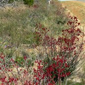 Red Kangaroo Paws line the roadside