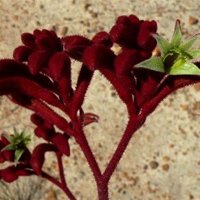 Kangaroo Paw - delightfully furry