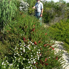 Exploring some of the walking tracks at Cape Arid