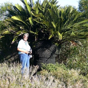 Ancient Zamia palms on the Len Otte trail