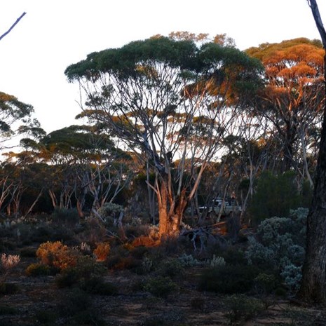 Bush camp in the great western woodlands