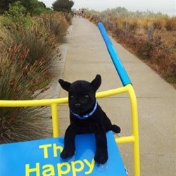 Winston catching a ride