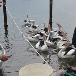 hungry pelicans