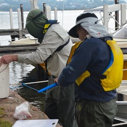 gutting and filleting the fish