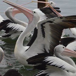 pelicans